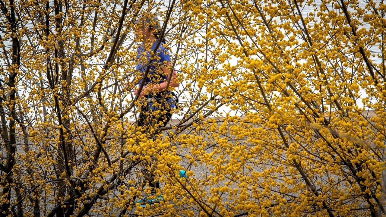 'Intense' allergy season ahead due to Long Island's wet winter, doctors say