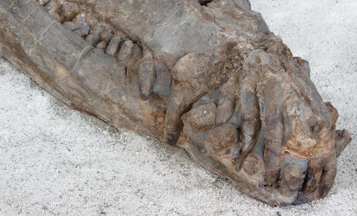 Buried Just Inches Beneath Tunisia’s Sahara Sands, a Fully Intact 10-Meter-Long Sea Crocodile Fossil Has Been Found