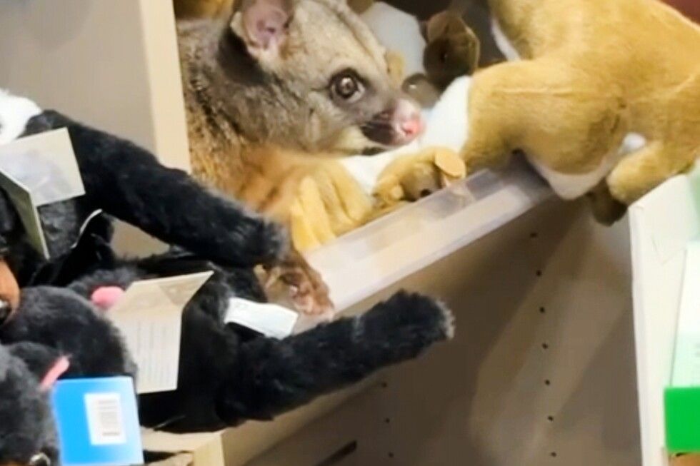 A real possum appears among plush toy animals in Australian airport shop