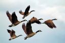 City of Salina urges community to be vigilant of "bird flu" after three suspected cases of virus in local geese