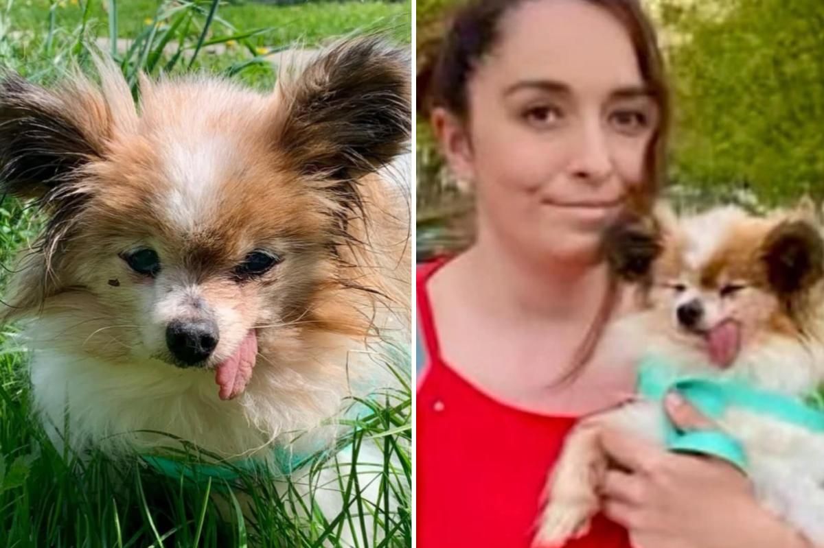 The world's likely oldest dog finds new home after outliving owner