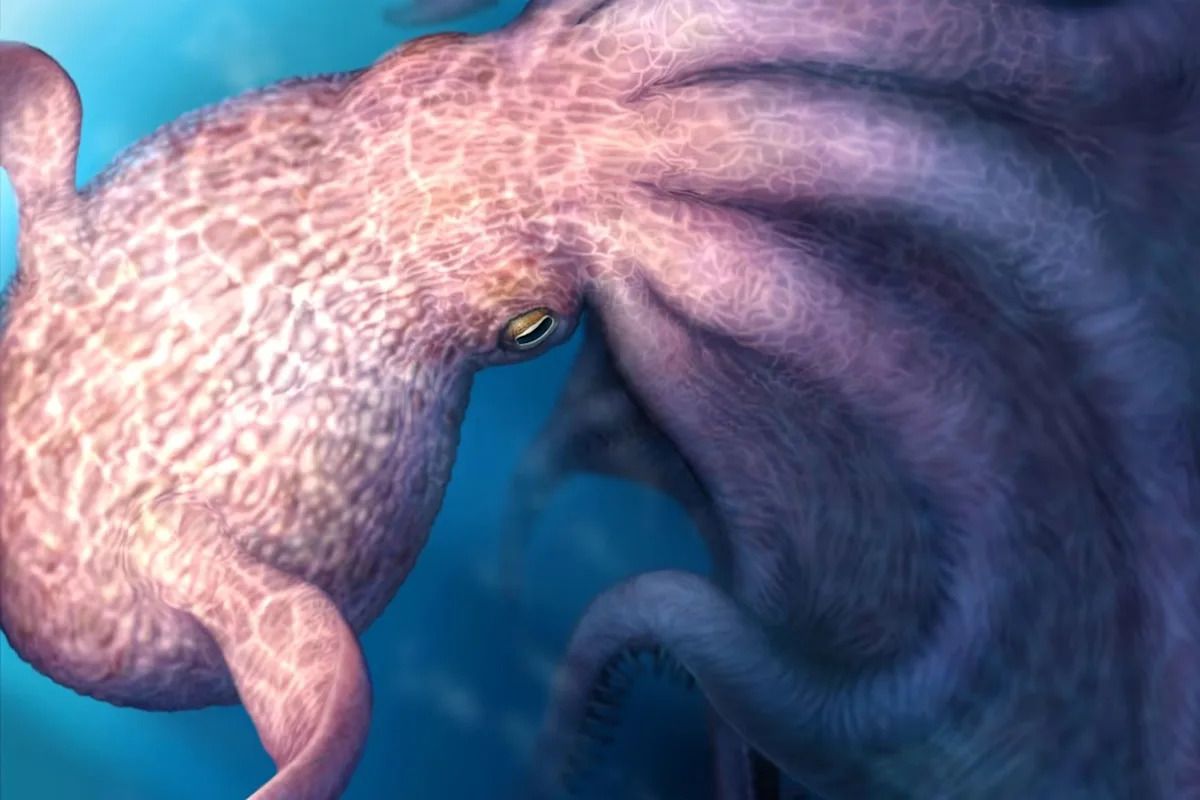 New discovery suggests existence of 60-foot, kraken-like octopus