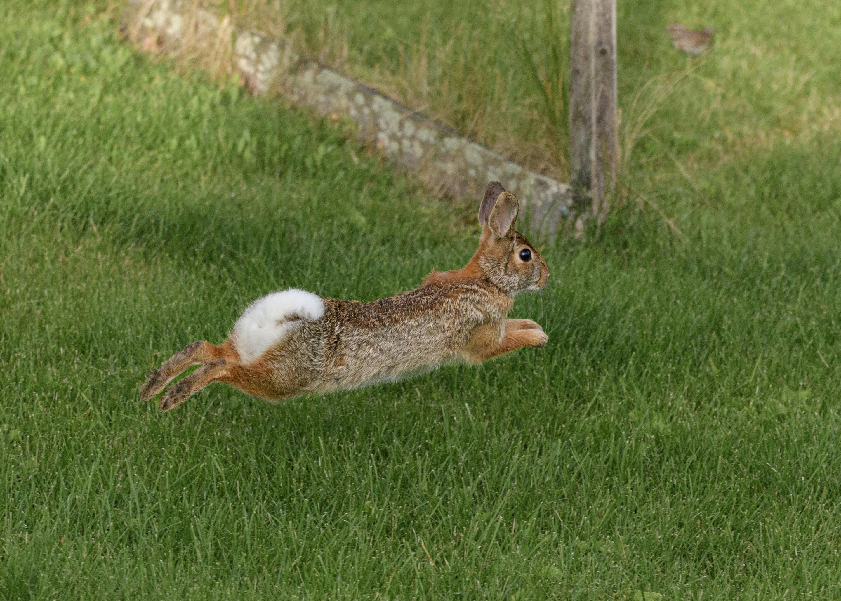 Bigger, faster, but still outfoxed: How prey escape predators