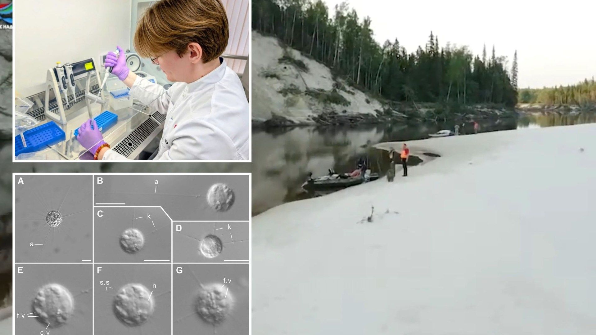 Mysterious 'living fossil' predator is 'WOKEN' by scientists after 40,000 YEARS lying dormant 30ft under frozen earth